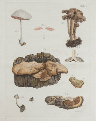 11337
          <br/>
          Icones et descriptiones fungorum minus cognitorum
          <br/>
          <em></em>